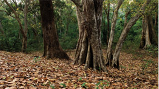 Arippa Forest